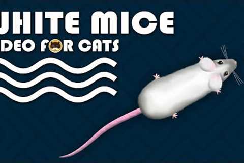 CAT GAMES - Catching White Mice! Mouse Video for Cats to Watch.