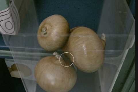 Forget space combat, just look at Starfield’s onions