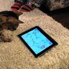 Game For Cats Test iPad App Bengal Linus Cat Tips