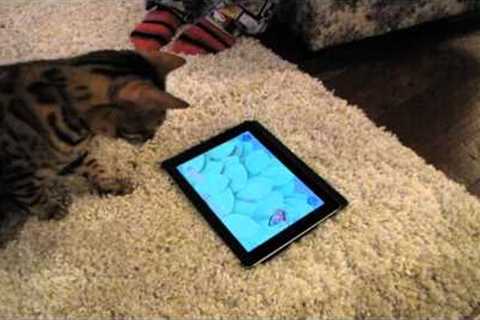 Game For Cats Test iPad App Bengal Linus Cat Tips