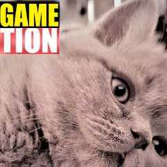 CAT REACTION TO GAME APP FOR CATS
