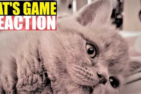 CAT REACTION TO GAME APP FOR CATS