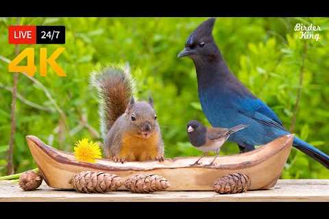 🔴 24/7 LIVE: Cat TV for Cats to Watch 😺 Beautiful Birds and Squirrels 4K