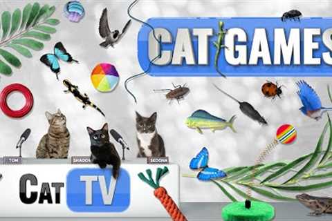 CAT Games | Ultimate Cat TV Compilation Vol 55 | 2 HOURS 🐝🐞🦋🦎🦜🐜🐭🧵